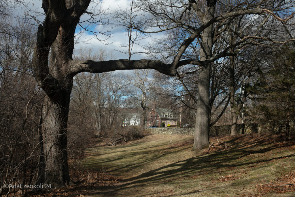 A tree branch frames a house