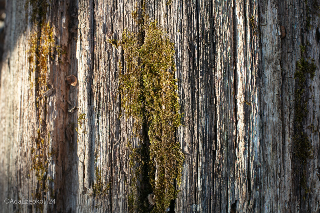 Clumps of moss on a tree bark