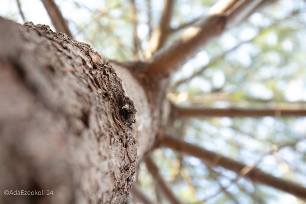 Close up of sap coming out of a tree trunk