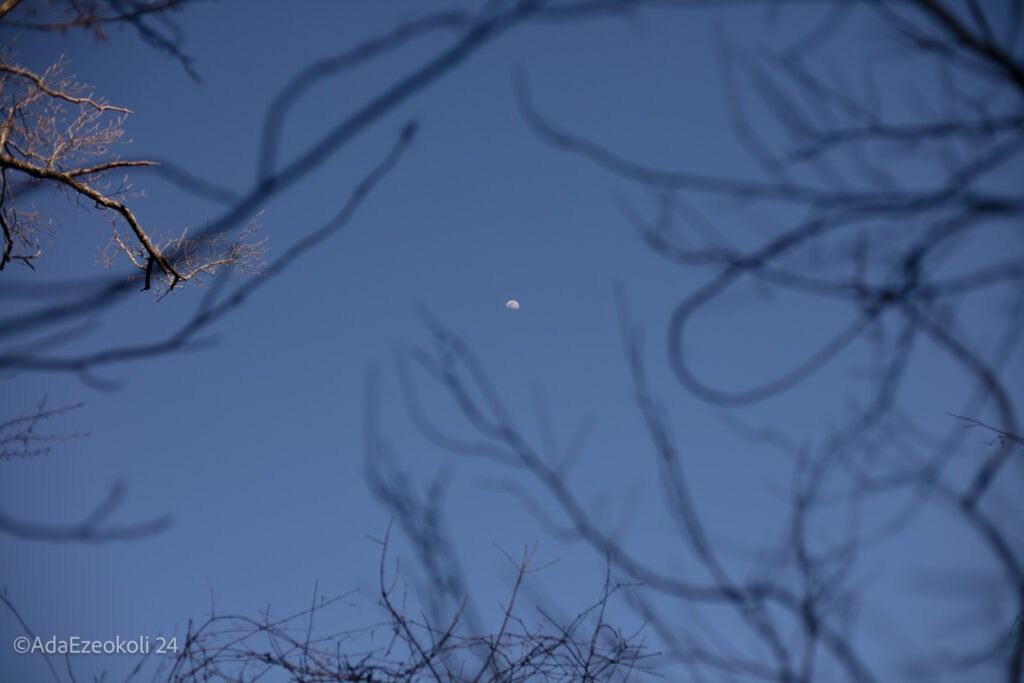 A half moon framed by branches