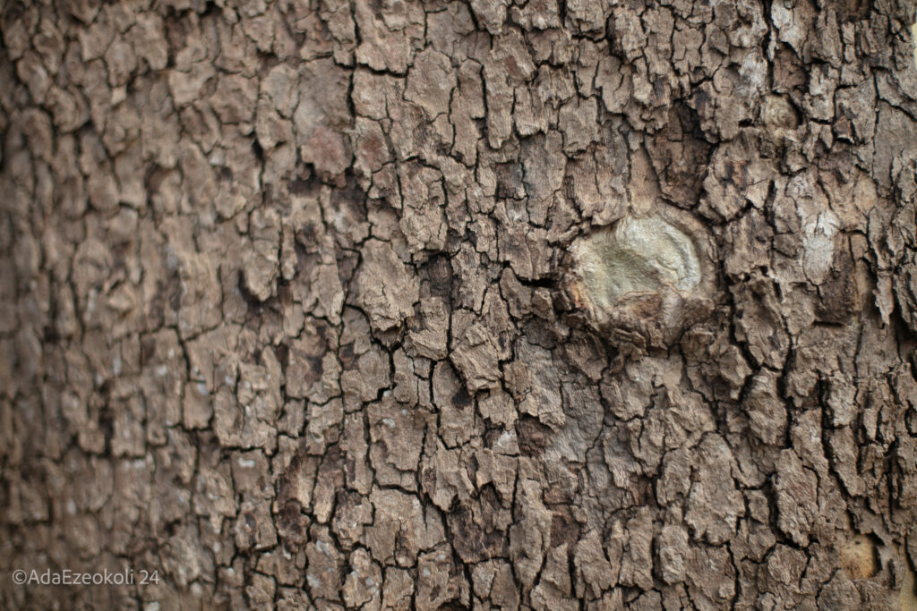 A close up of a tree stub