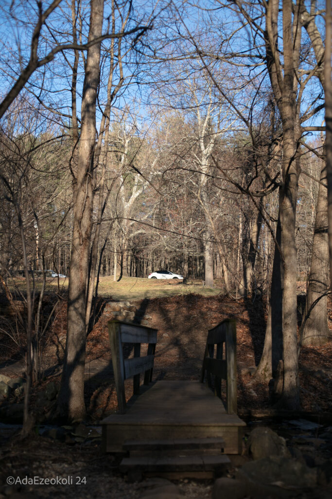 A white car is framed by tree trunks and a walking bridge