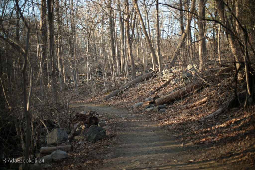 A path through the woods