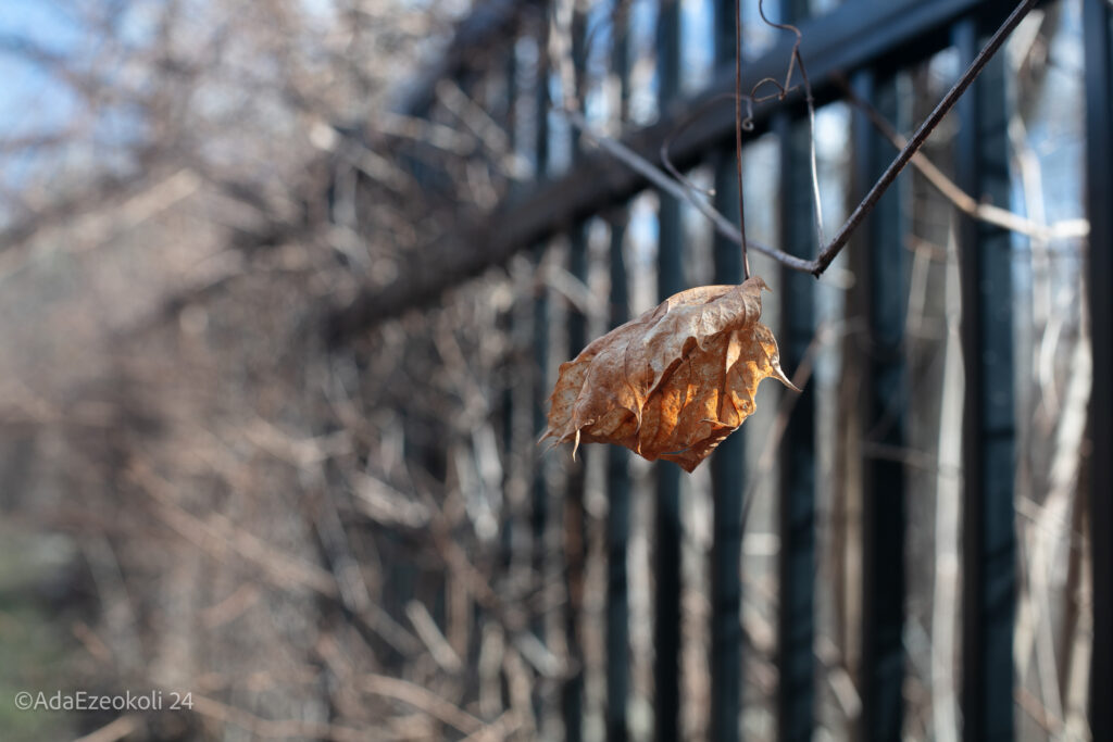 A dying leaf catches the sunset