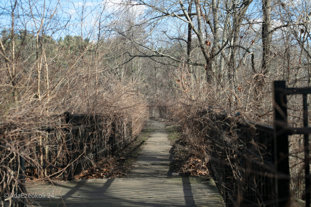 A path lined with thorny branches on either side