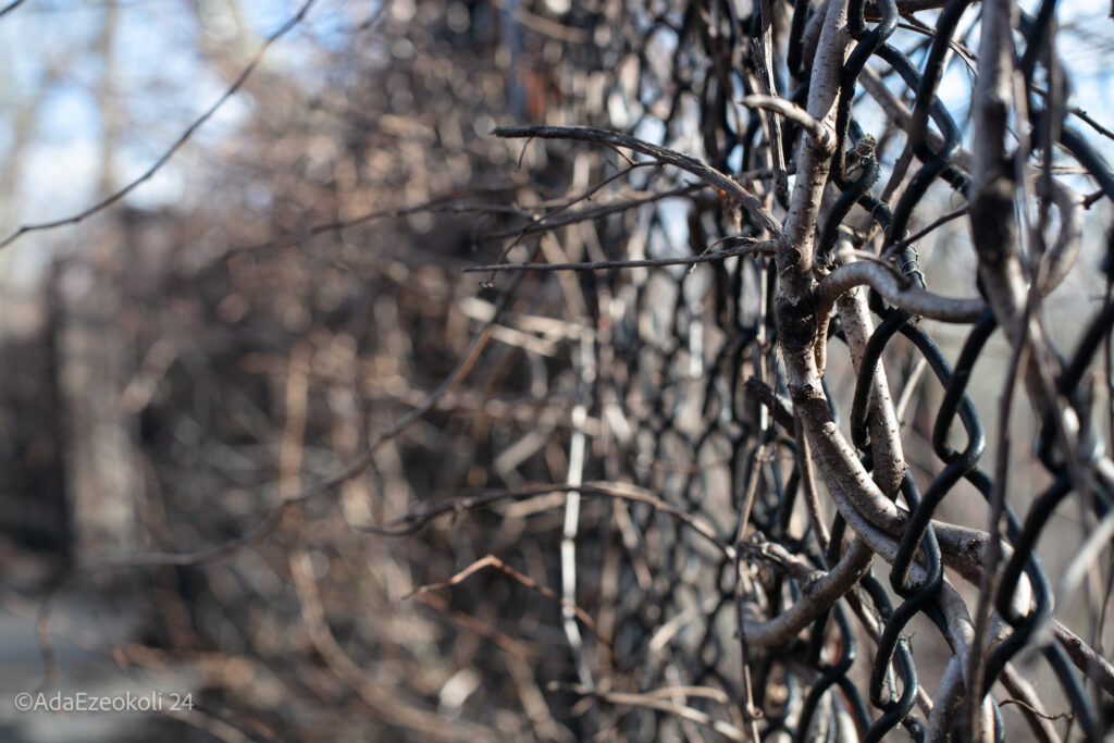 Branches intertwined with barbed wife fence