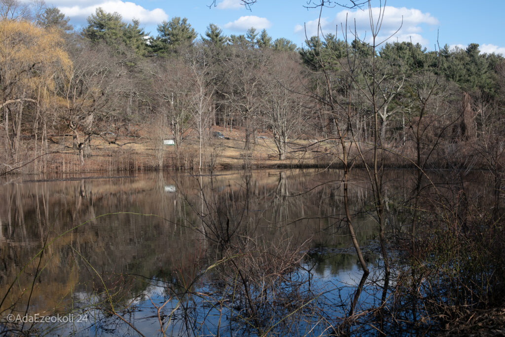 Trees reflected in a lake