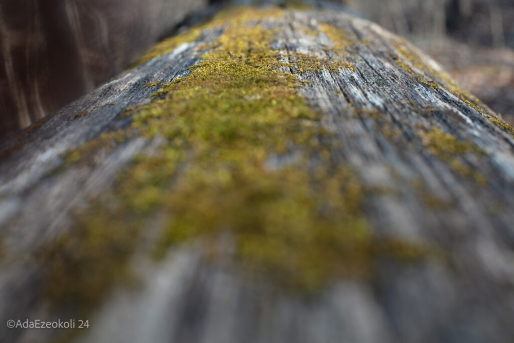 Moss on a fallen tree trunk