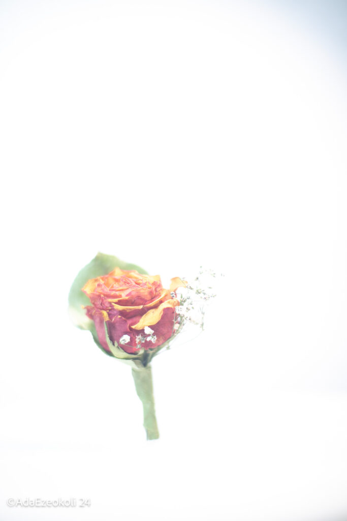 A rose in white light