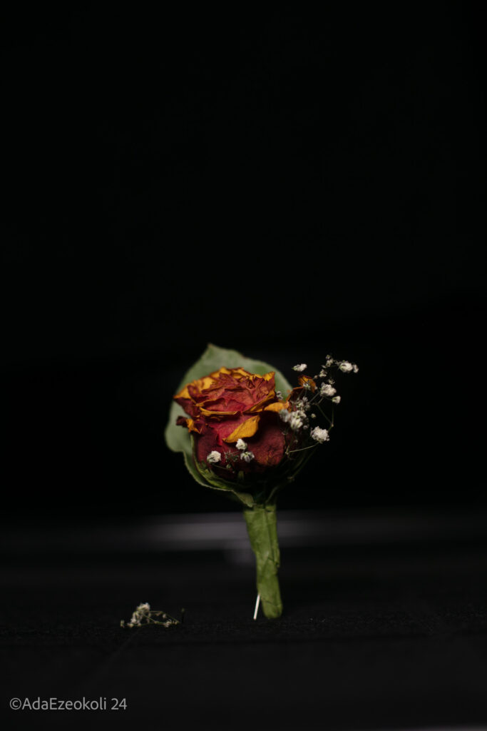 Rose lit from the front