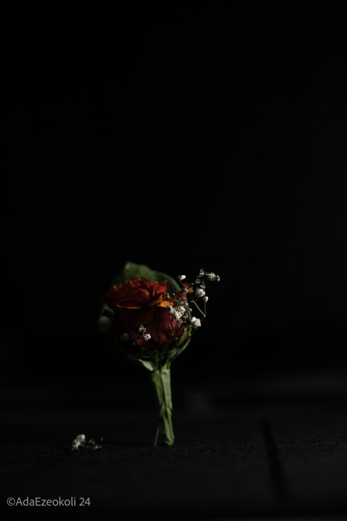 Rose lit from the side