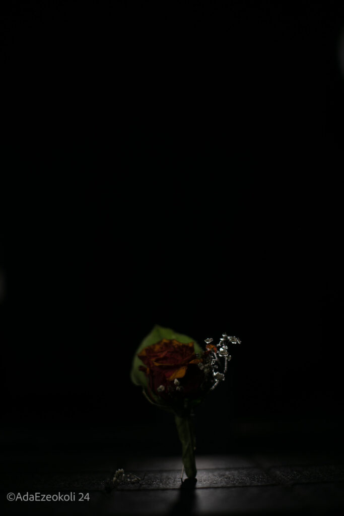 Rose lit from behind