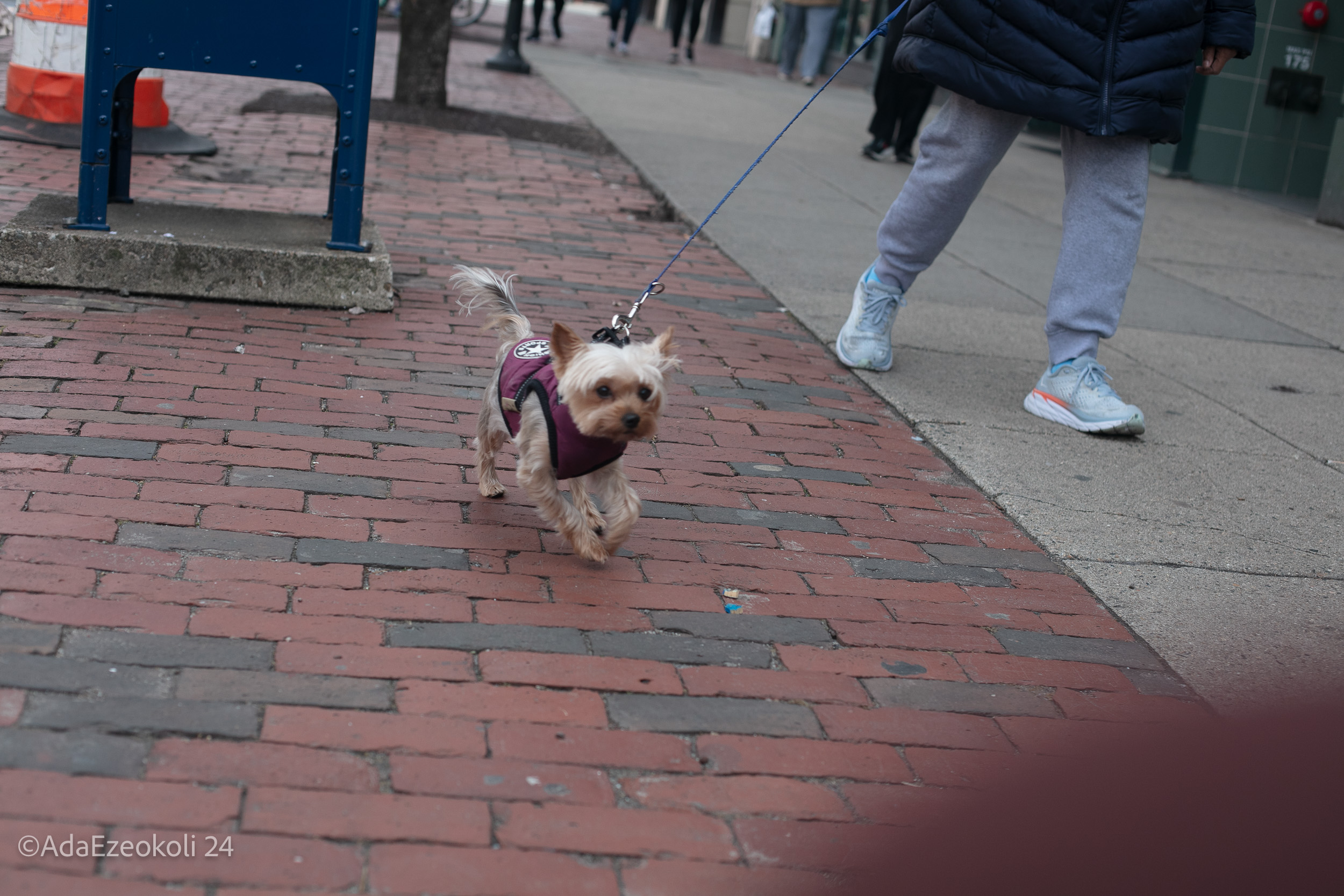 A dog takes a leisurely walk with its owner